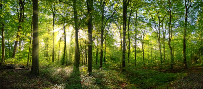 Panorama,Of,A,Green,Forest,Of,Deciduous,Trees,With,The